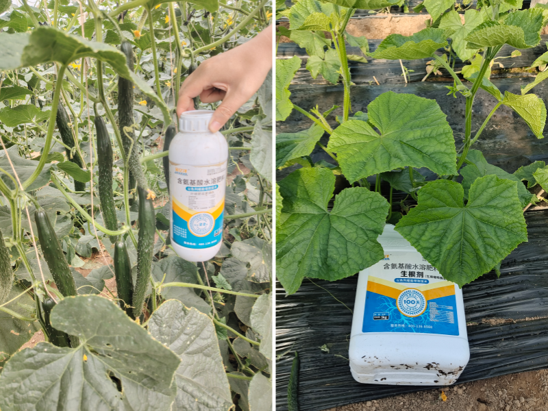 黄瓜施肥-黄瓜用金亿洋水溶肥效果