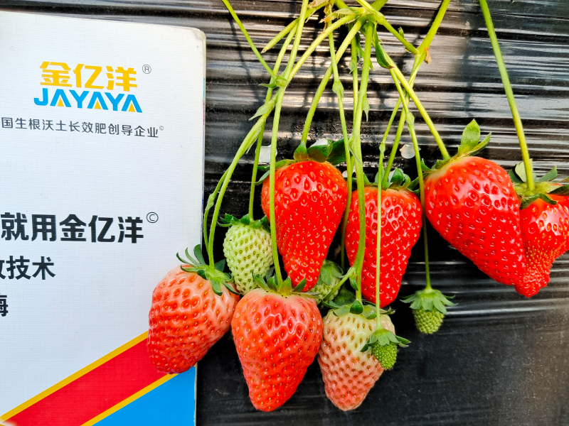 种植草莓的越冬技巧，值得收藏