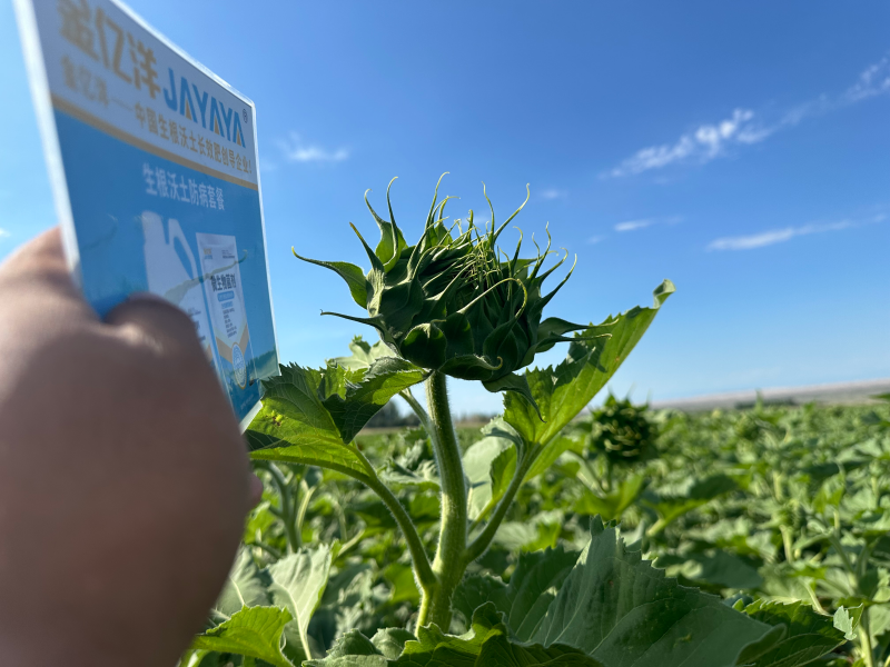 微生物菌剂的作用有哪些