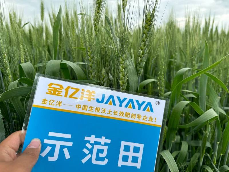小麦种植-小麦用金亿洋水溶肥效果