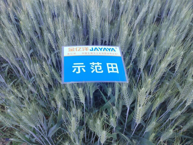 小麦种植-小麦用金亿洋水溶肥效果1