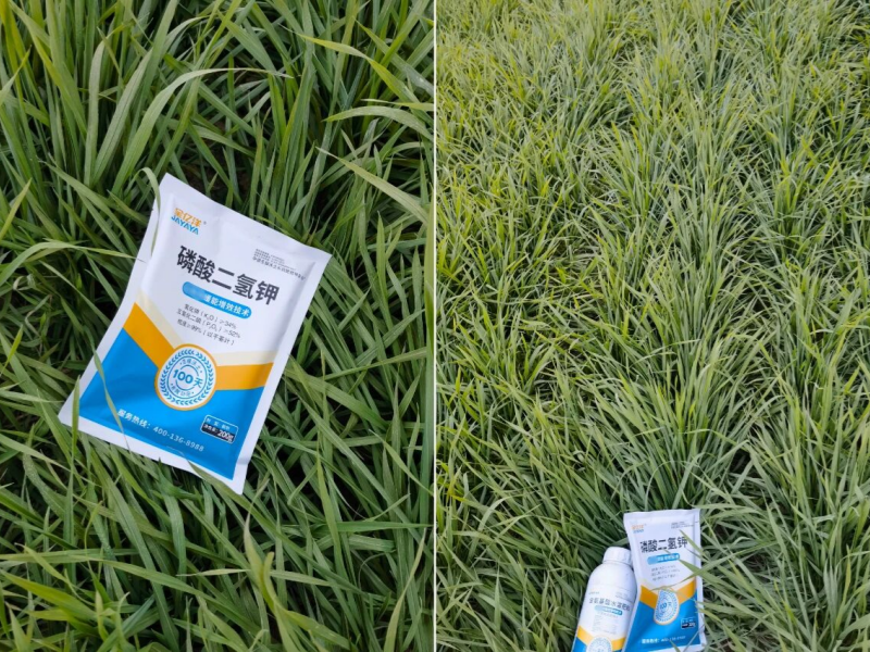 小麦种植-小麦用金亿洋水溶肥效果2