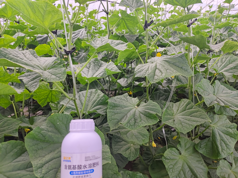 黄瓜施肥方案，看这篇文章就可以了