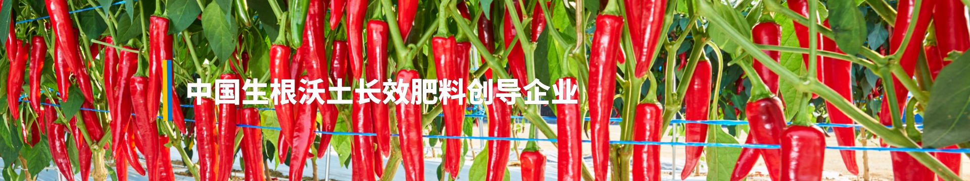 金亿洋，中国生根沃土长效肥创导企业
