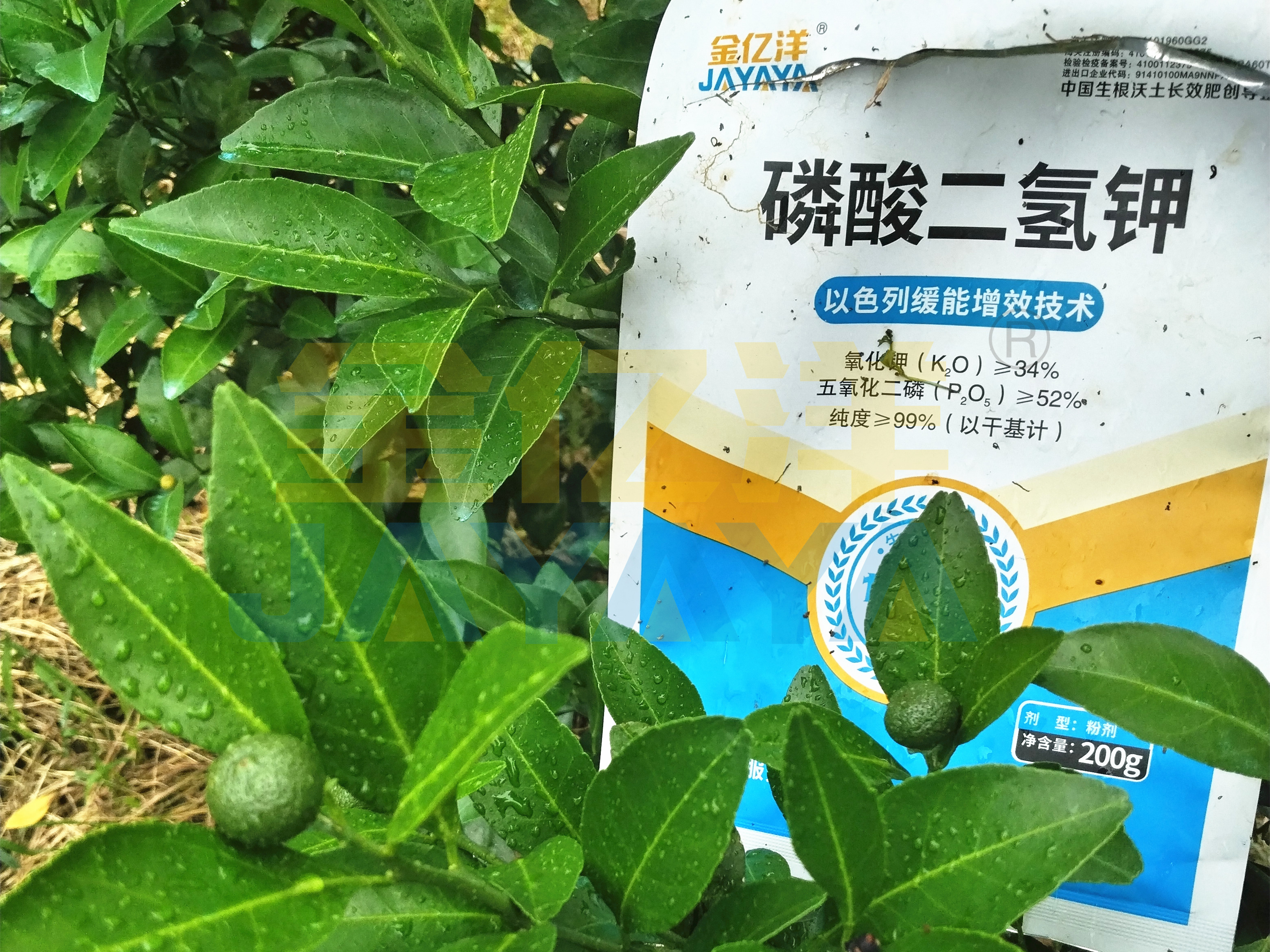 水溶肥选购秘诀，一篇文章全告诉你！
