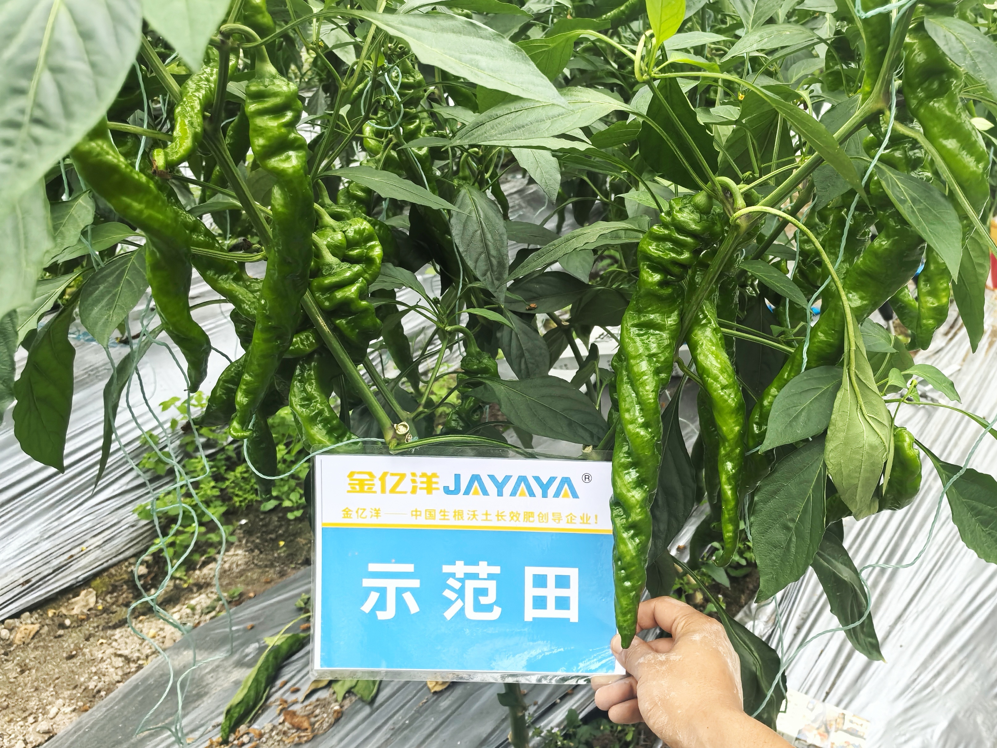 螺丝椒种植：膨果差的原因及科学施肥解决方案