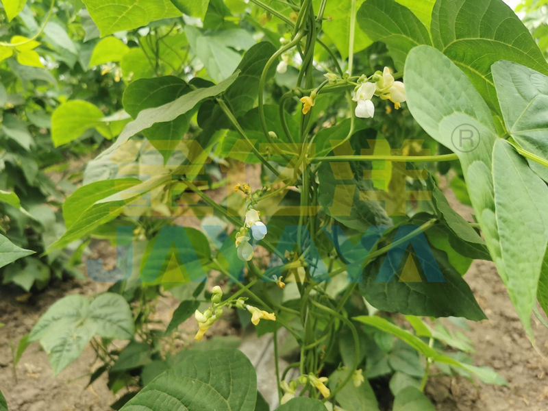 水溶肥哪家好？张总选择金亿洋