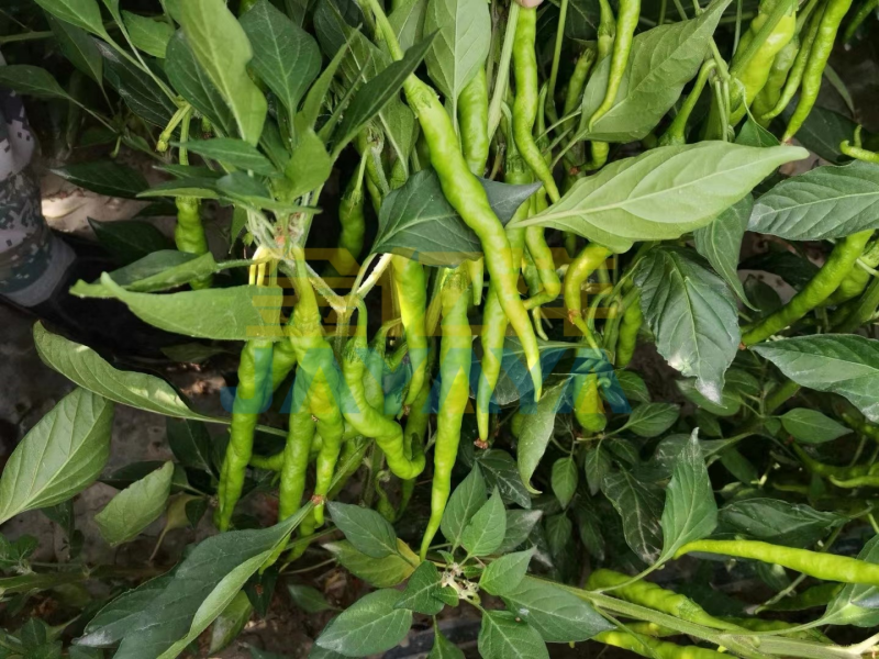 种植螺丝椒：如何预防死棵大面积爆发？