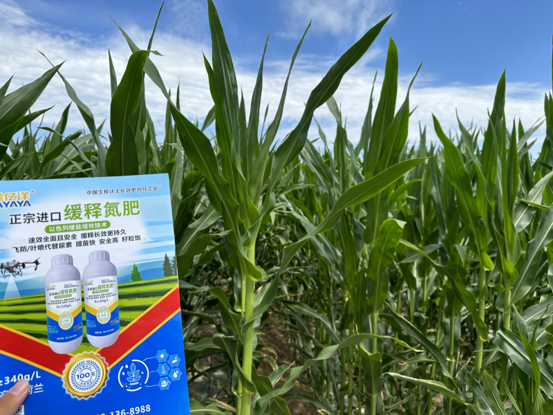 青储玉米种植管理技术