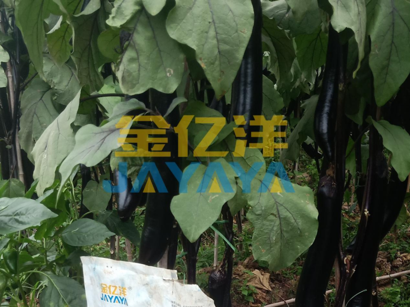 茄子种植：如何达到季末的采摘量比盛果期还多300斤/亩？